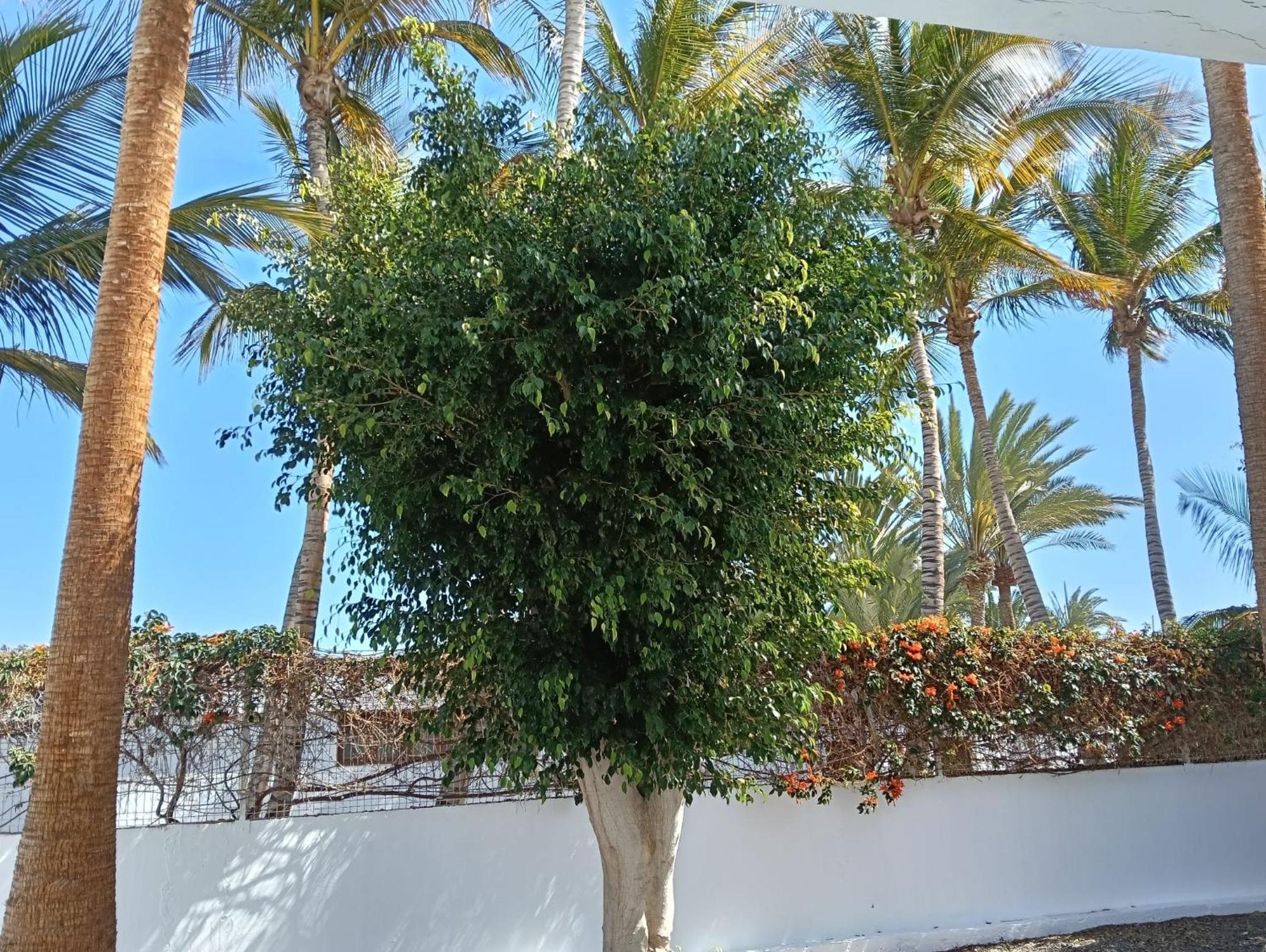 Appartamento Las Palmas Tarajalejo Exteriér fotografie
